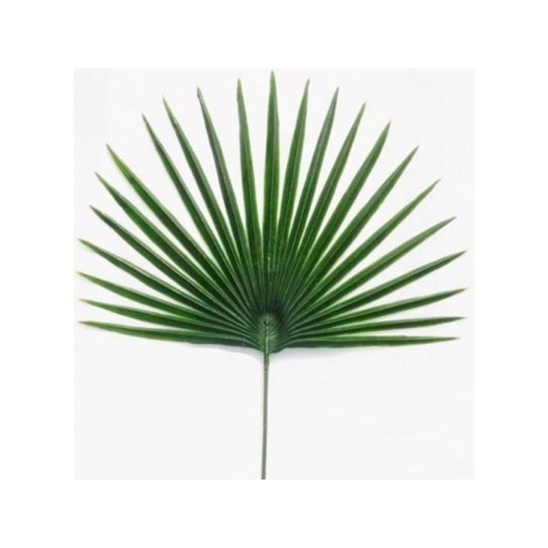 Rbl Diffusion 48 Palme Chamerops Gm