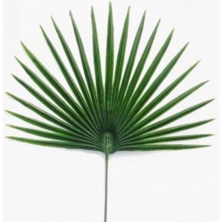 Rbl Diffusion 48 Palme Chamerops Gm