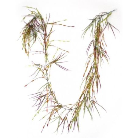 Rbl Diffusion 12 Guirlandes Pteris Vert/Burg