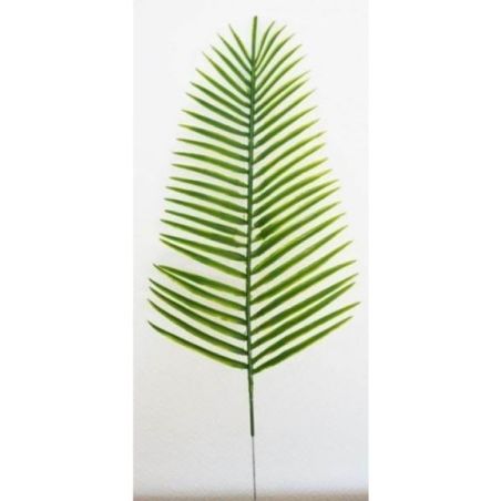 Rbl Diffusion 48 Palme Canariensis Pm