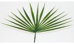 Rbl Diffusion 48 Palme Chamerops Pm