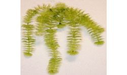 Rbl Diffusion 24 Suspension Mini Blanc/Vert